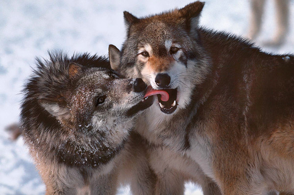 med_13-Sozialverhalten.jpg (600 x 398)